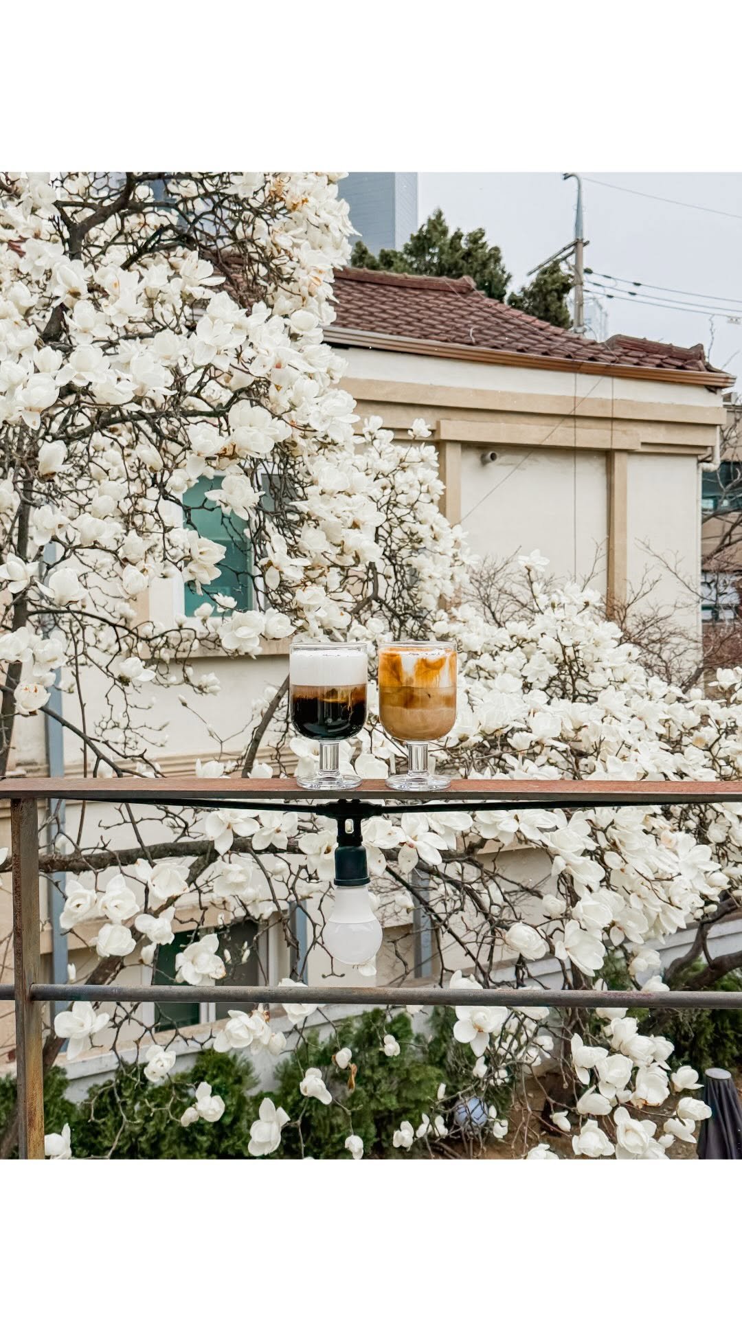 _withhelen 게시물 이미지: my favorite magnolia cafes to visit during the...