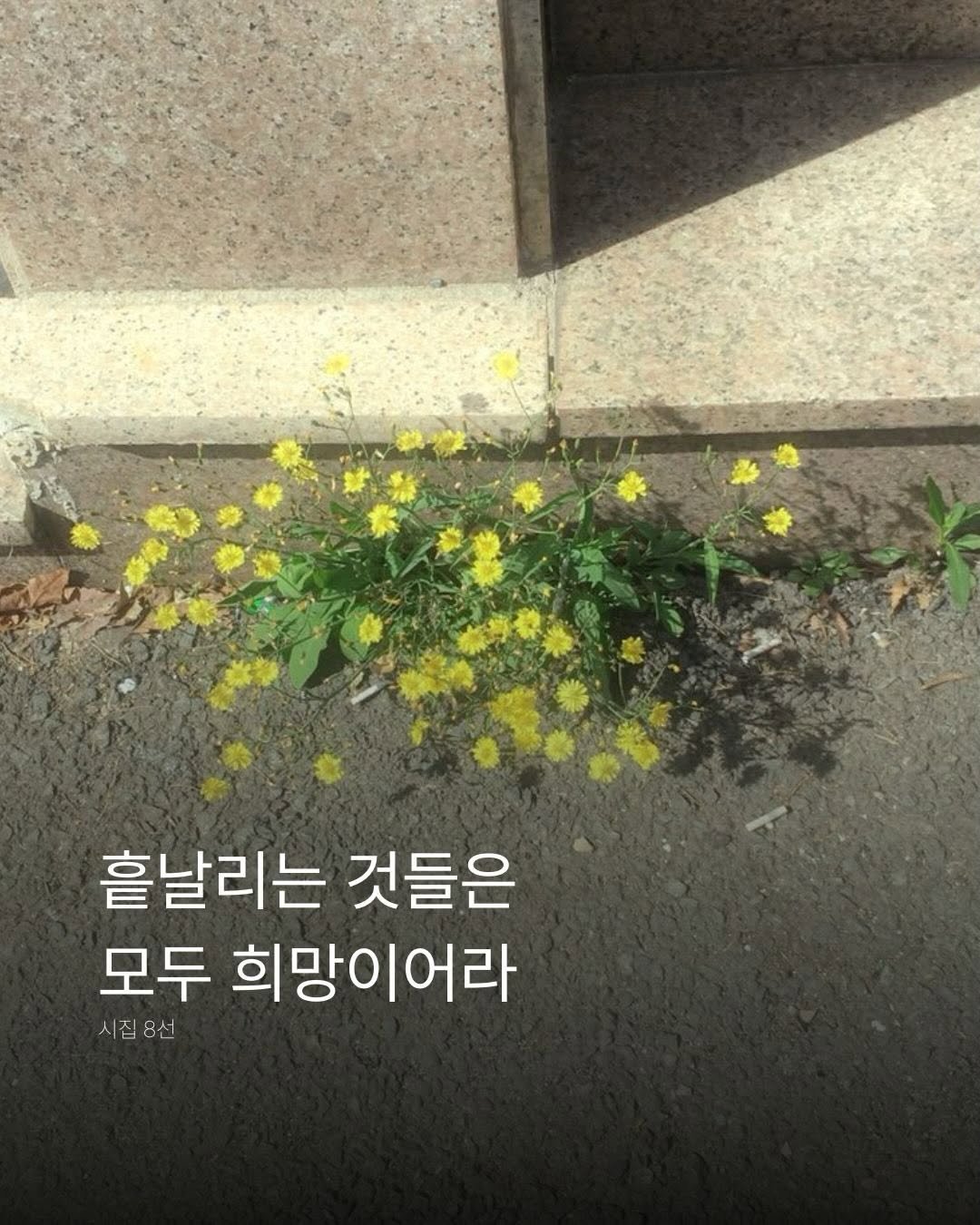 _xxpick 게시물 이미지: 오늘의 p!ck ✷

“이 세상 모든 사람이 꿈을 이루면
민들레는 누가...