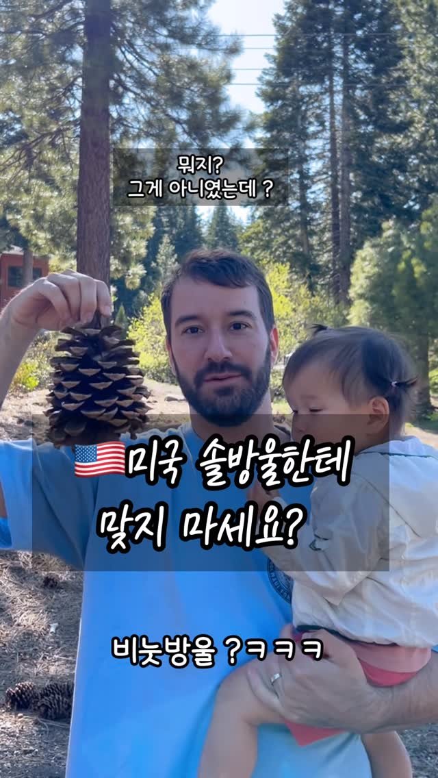 _yoonpumpkin 게시물 이미지: 미국 솔방울 조심하세요 
나무 키 장난 아니라 지나가다 맞으면 클남😱🌲
#타호...