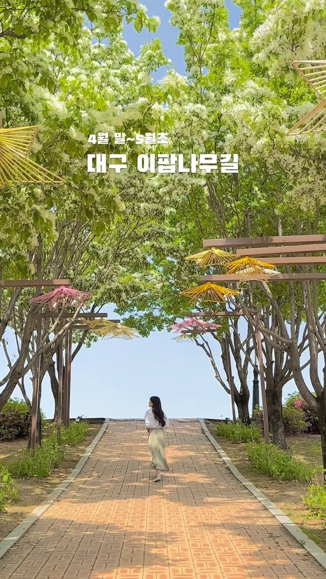 _yujaaa 게시물 이미지: 이맘때쯤 팡팡 터지고 있을 이팝나무길🍿

매일 아침 아기가 일어나면 하는 루틴 중...