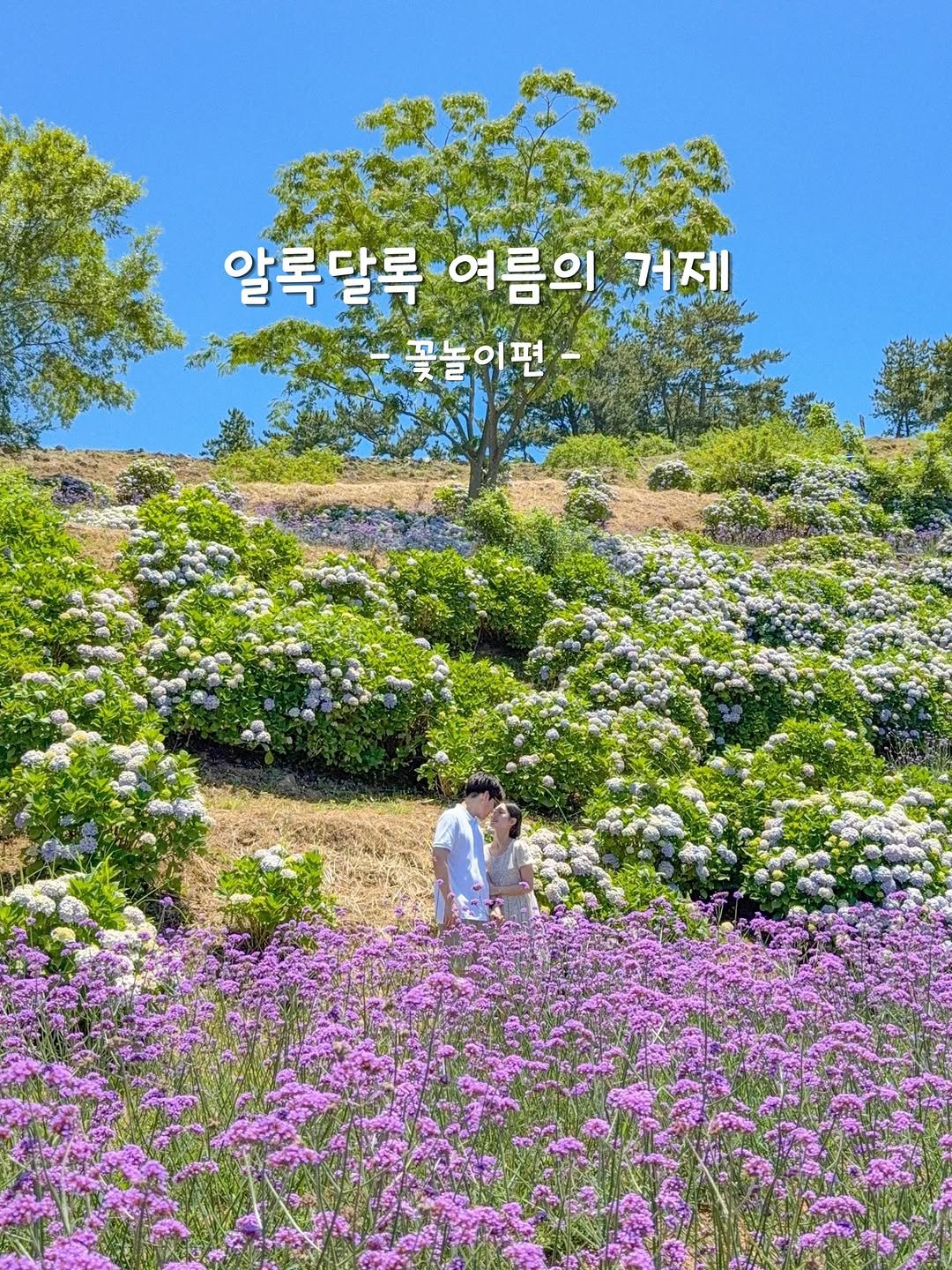 _yujaaa 게시물 이미지: 알록달한 여름 거제의 꽃놀이 모음 zip

6월 중순~말이면 여러 꽃들로 예쁘게...