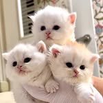 luna_kitty_seoul 프로필 사진