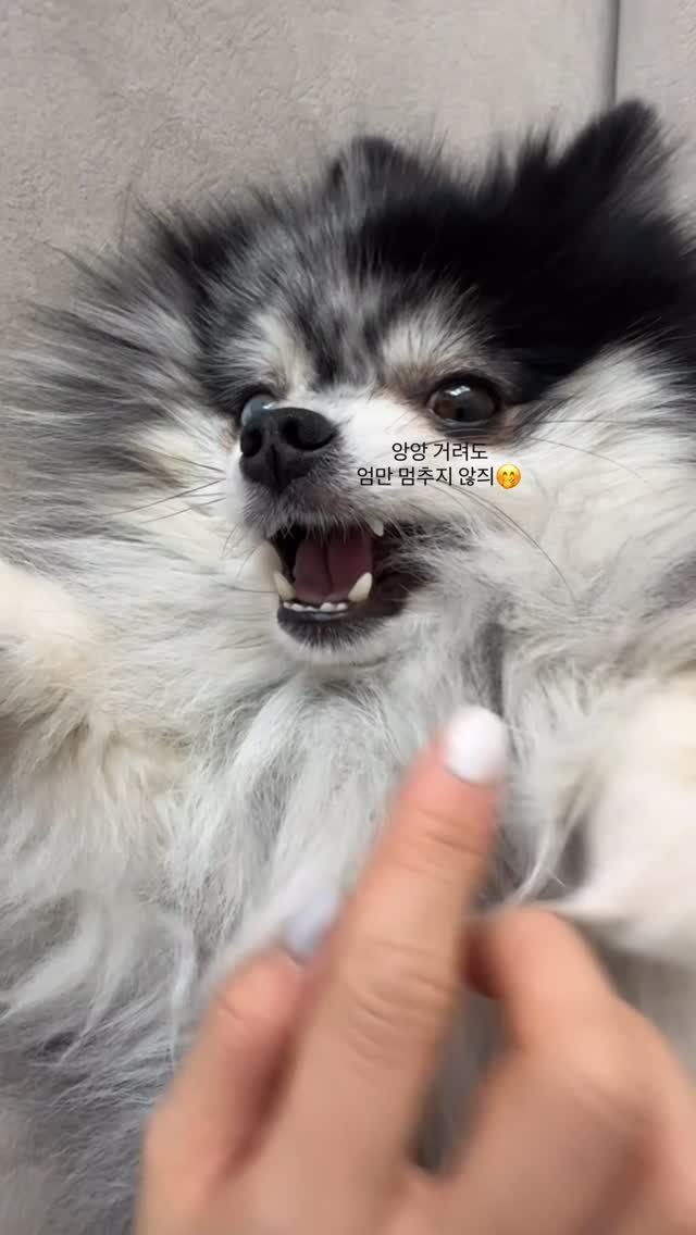 a_linnn__ 게시물 이미지: 동생 없는 틈에 마구마구 만져주다가
너무 귀여워서 올리는 우리 집 첫째🐶
만져주는...