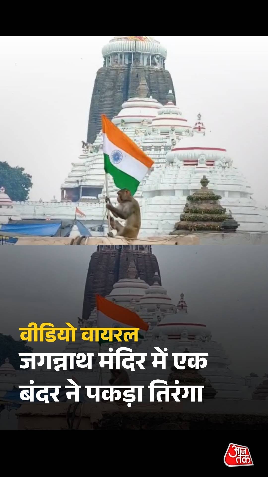 aajtak 게시물 이미지: ओडिशा के पुरी में जगन्नाथ मंदिर में एक बंदर को...