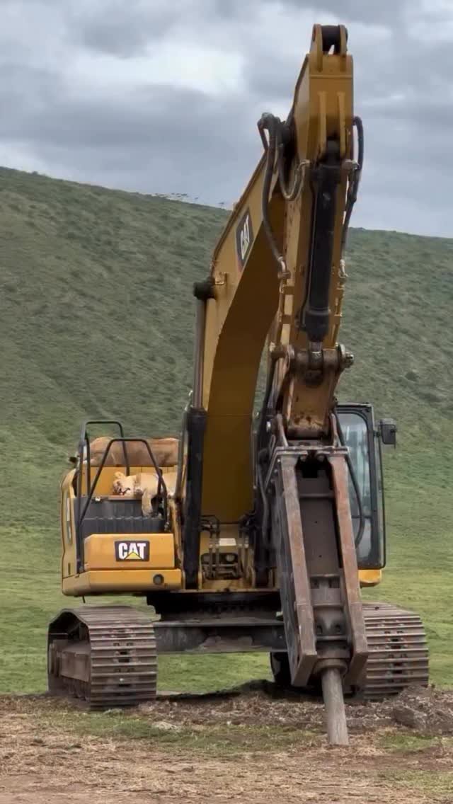aaronwitt 게시물 이미지: Today’s hazard—lions…
—
@bobbyjophotography...