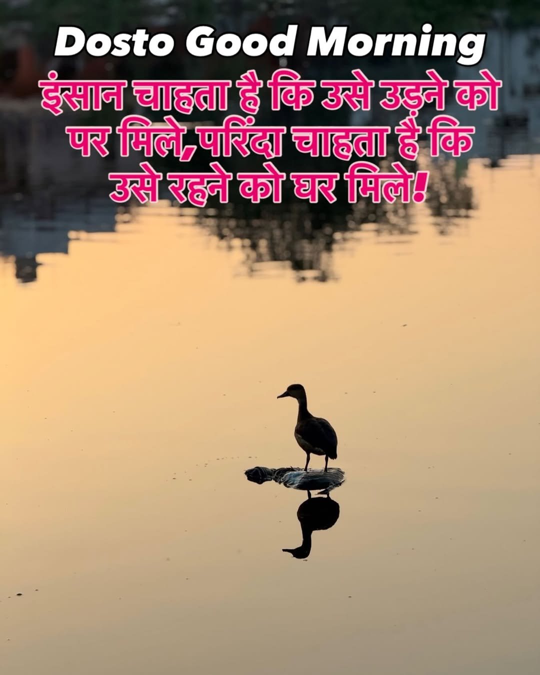 Photo by Afaq Khan on February 19, 2026. May be an image of duck and text that says 'Dosto Good Morning इंसान चाहता है कि उसे उडने को पर मिले, परिंदा चाहता हैं कि उसे रहने को घर मिले!'.