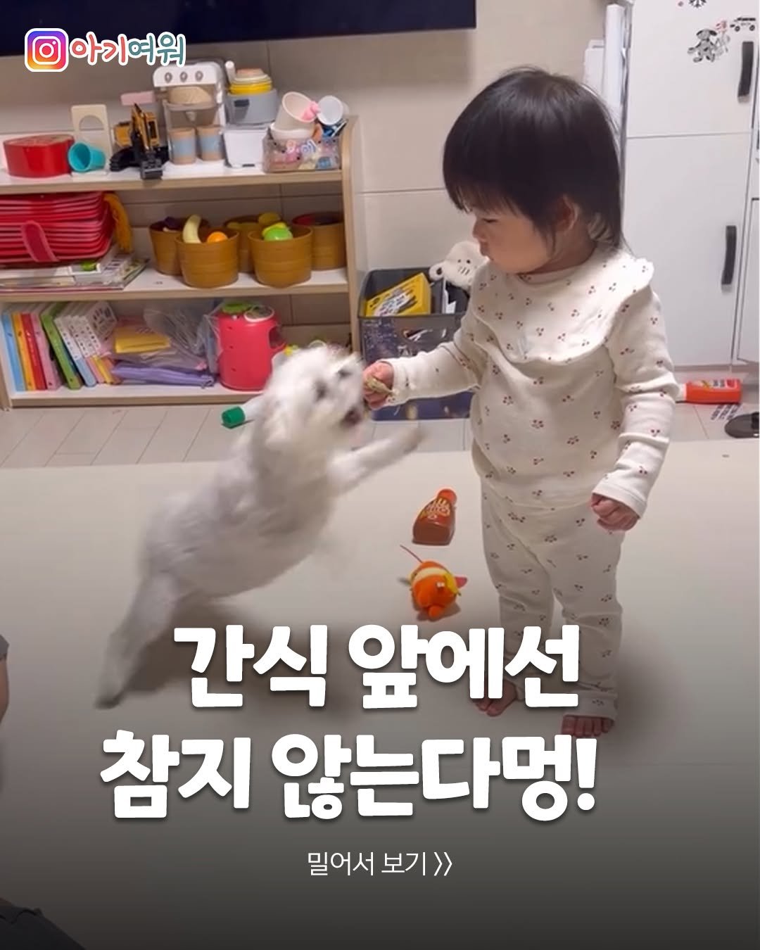 Photo by 아기여워 (agiyowar) on December 30, 2025. May be an image of Norwich terrier, Maltese and text that says '@아기여워 간식 간식앞에선 앞에선 참지 않는다멍! 밀어서보기>> 밀어서 보기>> 보기'.