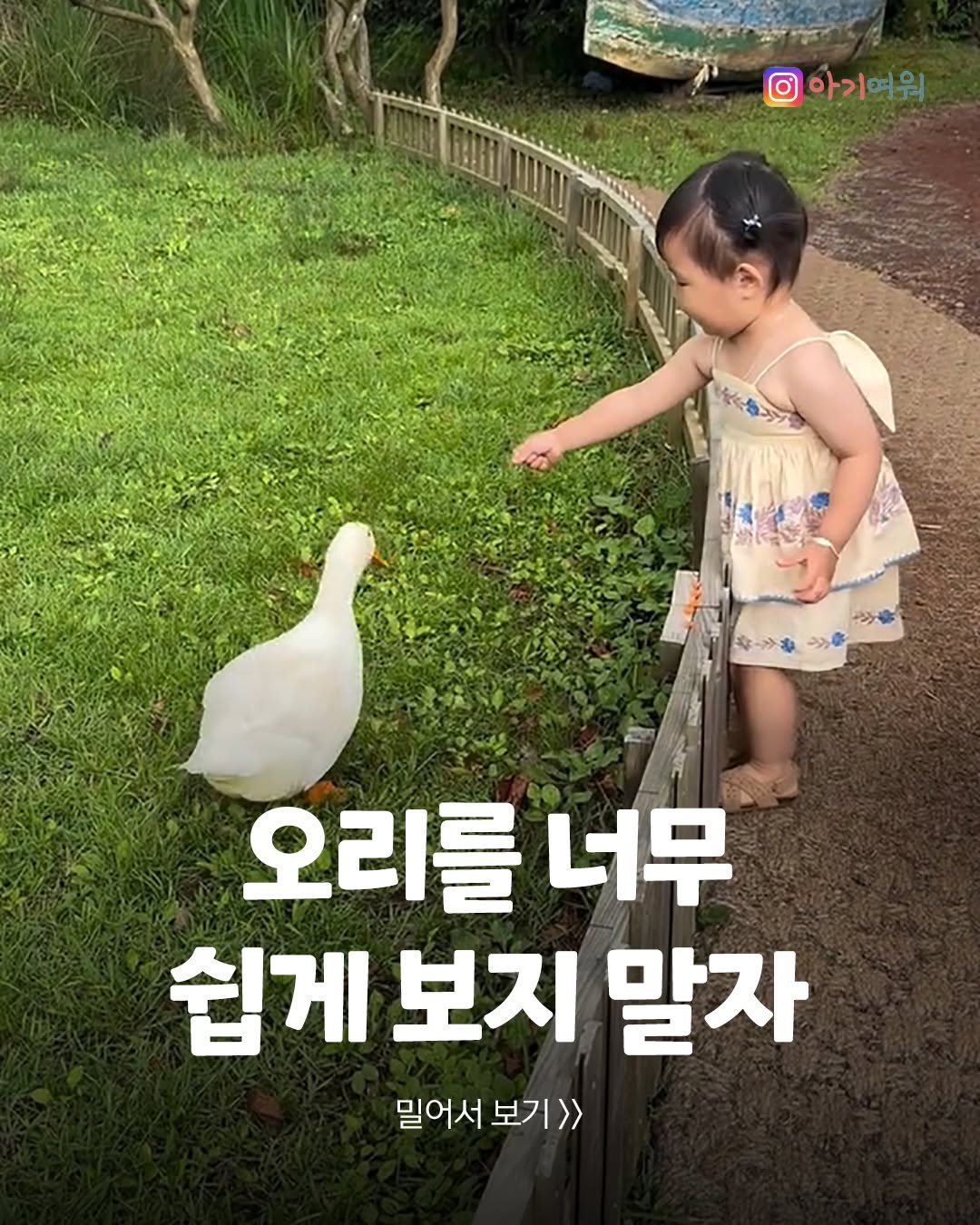 agiyowar 게시물 이미지: 의도는 하나씩 이쁘게 주고 싶었는데
오리의 성격이 만만치 않네요ㅋㅋ

⚠지나친...