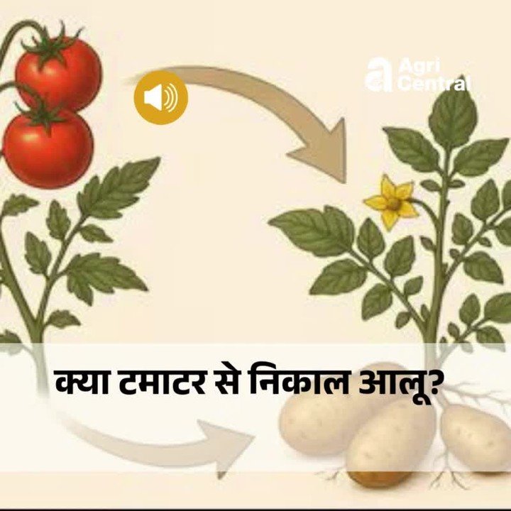 agri.central 게시물 이미지: टमाटर से निकला आलू? वैज्ञानिकों की नई खोज ने...