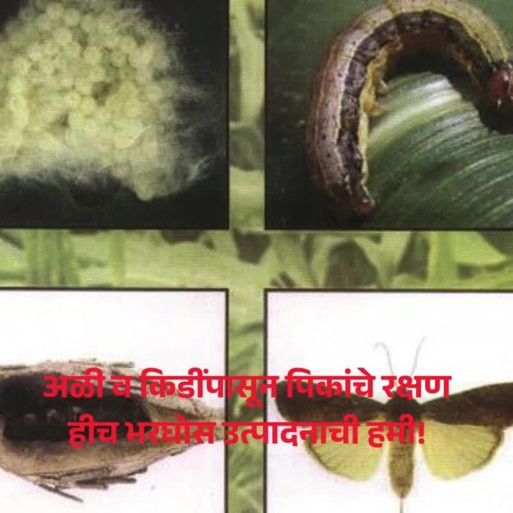 agri.central 게시물 이미지: अळी व किडींपासून पिकांचे रक्षण हीच भरघोस...