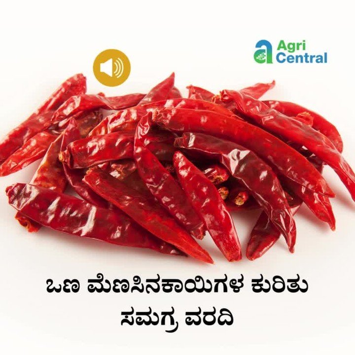 agri.central 게시물 이미지: ಒಣ ಮೆಣಸಿನಕಾಯಿಗಳ ಬೆಲೆಗಳ ಕುರಿತು ಸಮಗ್ರ...