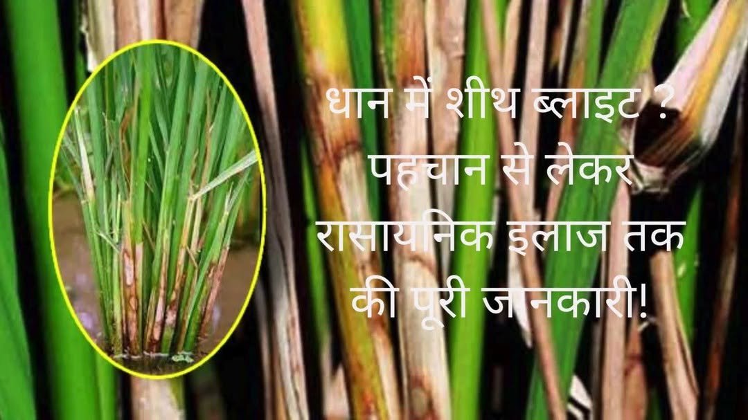 agri.central 게시물 이미지: धान में शीथ ब्लाइट का प्रकोप? पहचान से लेकर...