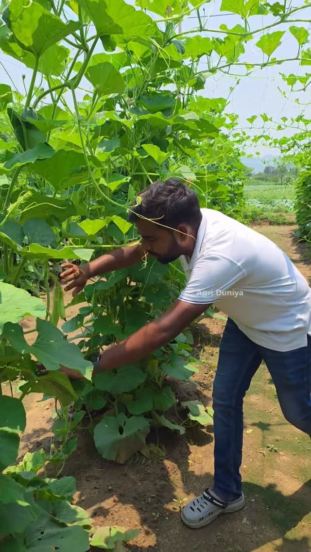 agri_duniya 게시물 이미지: लौकी में फूल फल स्टेज पर ये 3 बातें जरूर याद...