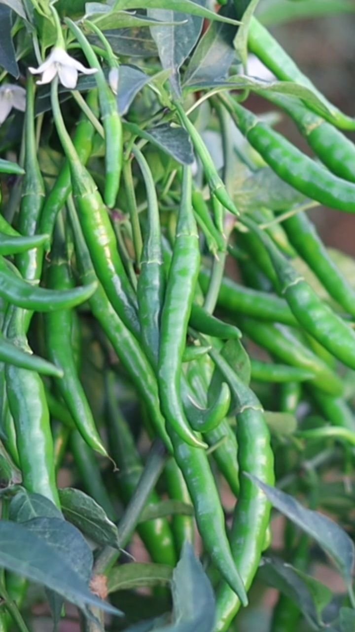 agri_duniya 게시물 이미지: Fasal aisi ki padosi bhi puchein—"Bhai, dala...