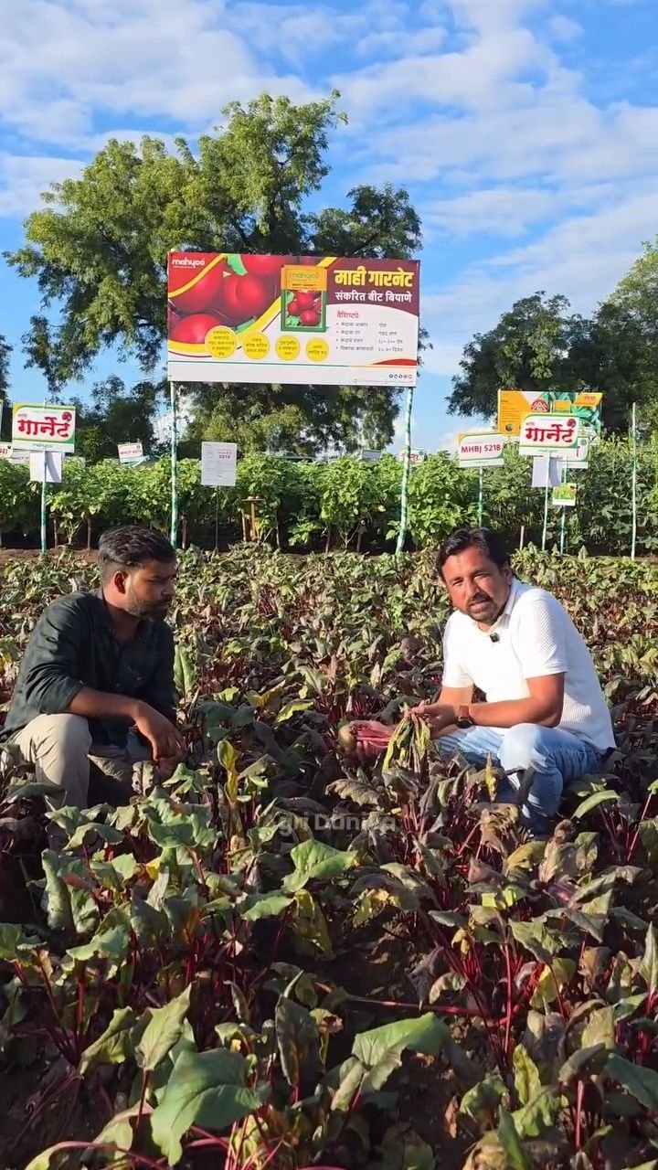 agri_duniya 게시물 이미지: Best Variety of Beetroot 🫜

 #GardeningIndia...
