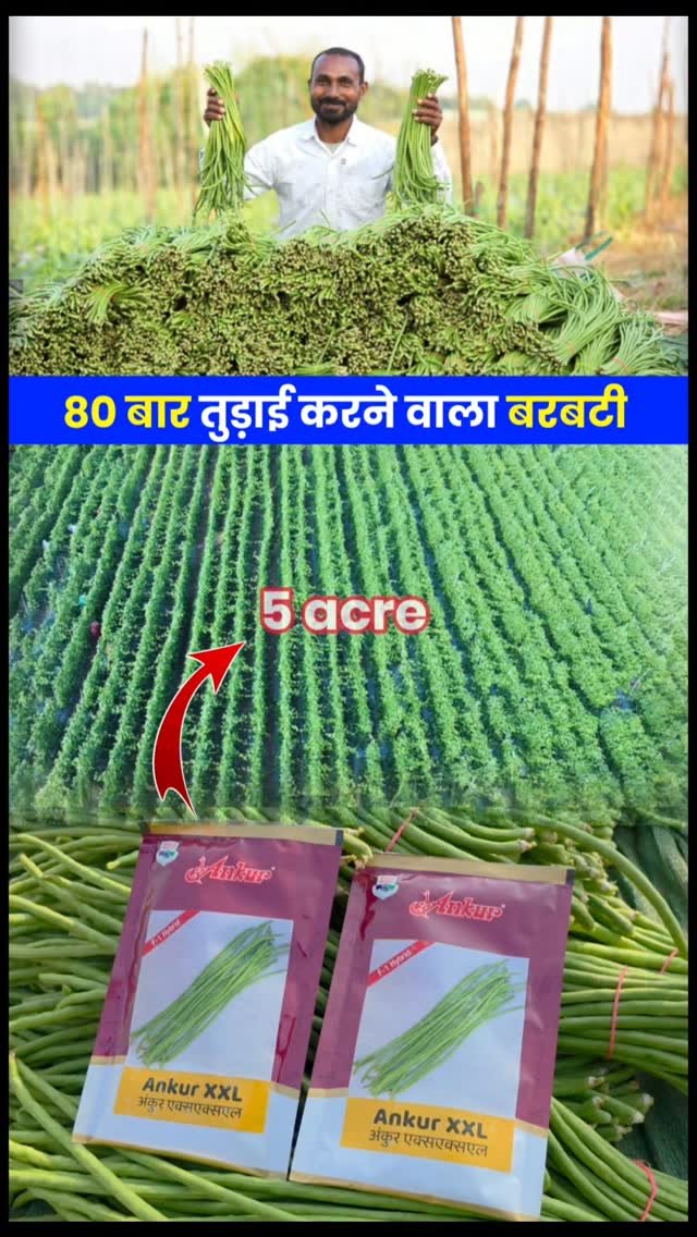 agri_duniya 게시물 이미지: 5 एकड़ में Ankur XXL बरबटी की बम्पर खेती!...