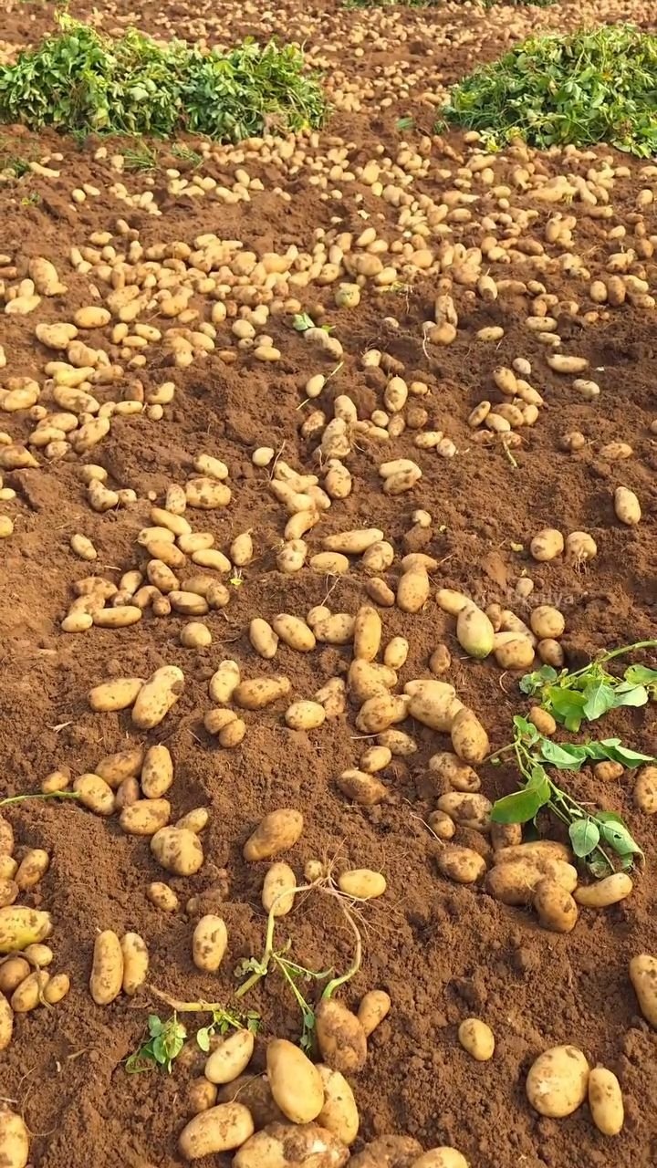 agri_duniya 게시물 이미지: Manually Potato Harvesting Method 🥔 !

#potao...