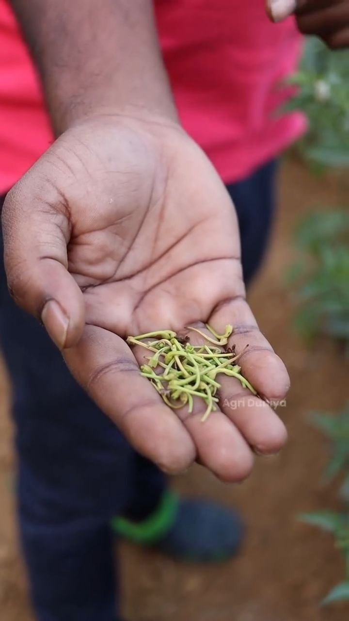 agri_duniya 게시물 이미지: Mirch me Phool se Phal tak ka safar!...