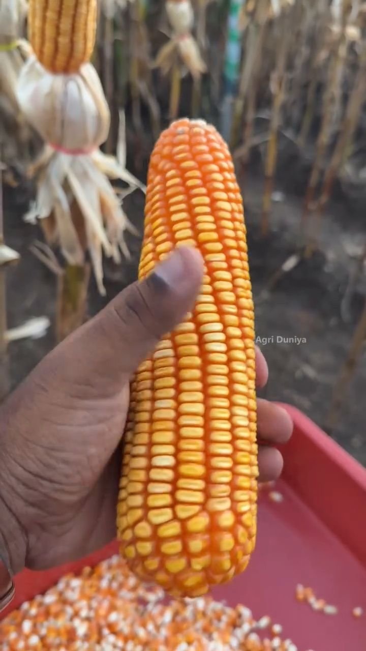 agri_duniya 게시물 이미지: Ek Best Maize 4065 Variety 🌽