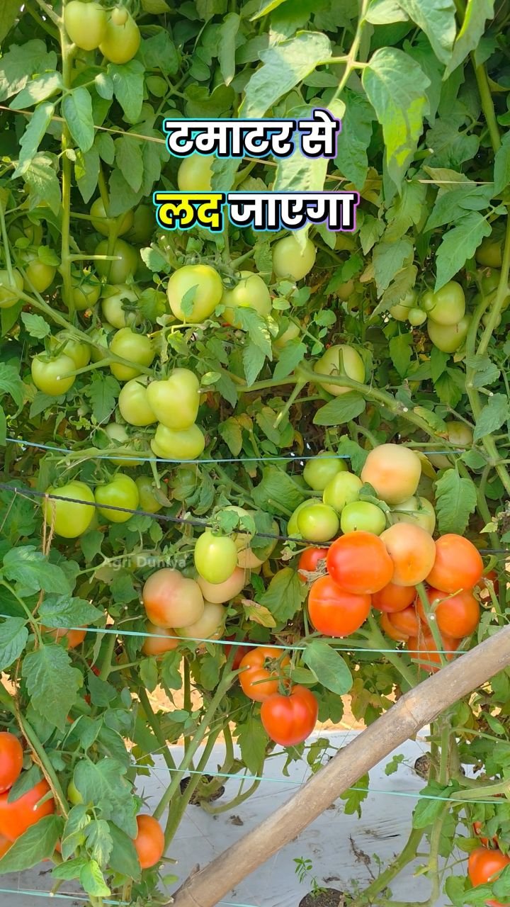 agri_duniya 게시물 이미지: Garmiyon me Tamatar me phool phaal kaise...