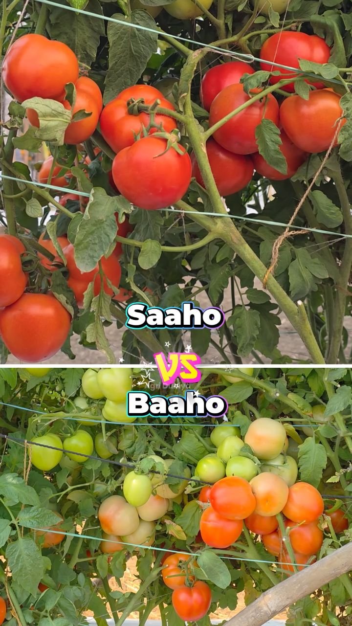 agri_duniya 게시물 이미지: Saaho vs Baaho Tomato 🍅 कौनसी लगाए...