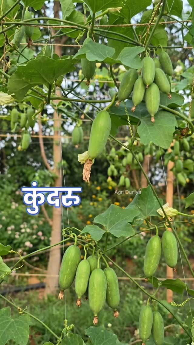 agri_duniya 게시물 이미지: ज्यादा फल🌾ज्यादा मुनाफा का सीक्रेट राज...
