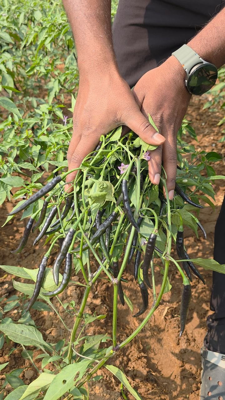 agri_duniya 게시물 이미지: Black Chilli Farming 👌

#blackchilli 
#chilli 
#mirchi
