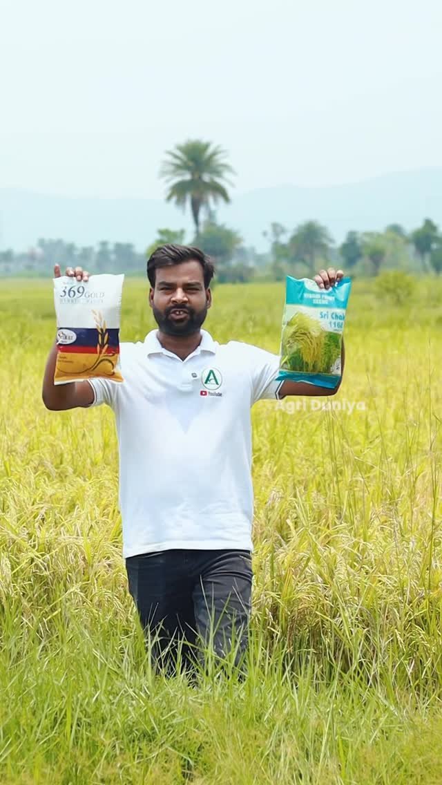 agri_duniya 게시물 이미지: ​🌾 धान की 2 सबसे बेस्ट हाइब्रिड वैरायटी!...