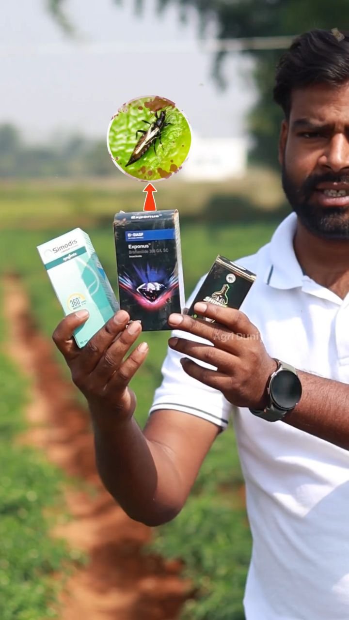 agri_duniya 게시물 이미지: Thrips Control in Chilli 🌶️

#thrips...