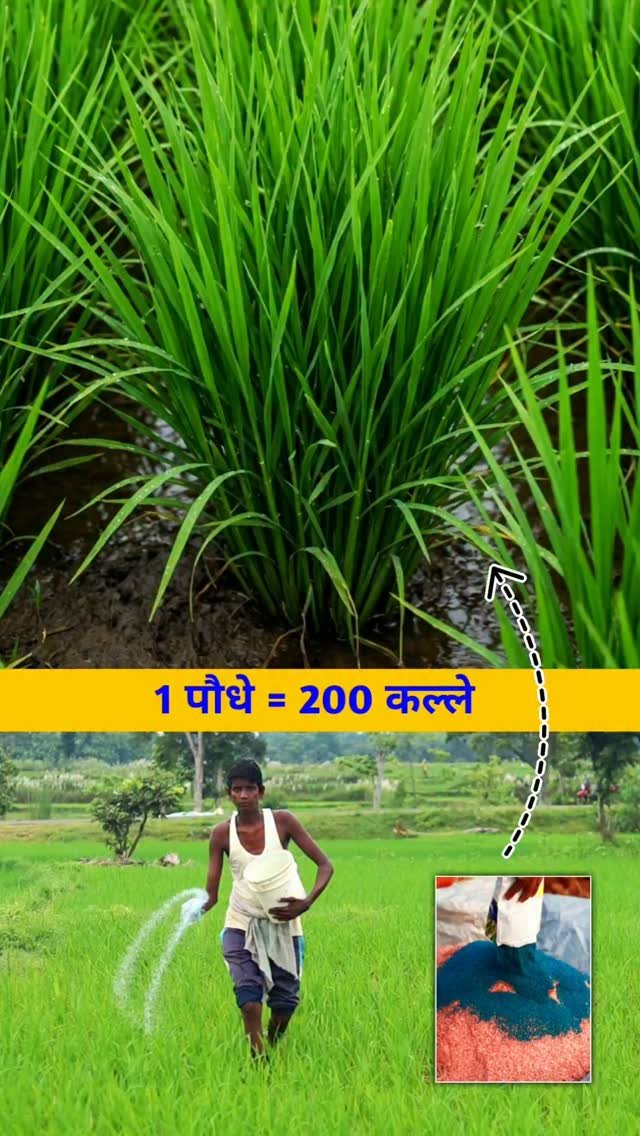 agri_duniya 게시물 이미지: 💥 धान में कल्ले बढ़ाएं, पैदावार दोगुनी पाएं!...
