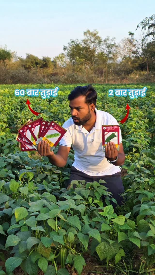 agri_duniya 게시물 이미지: "60 बार तुड़ाई देने बाला बरबटी Ankur XXL"...