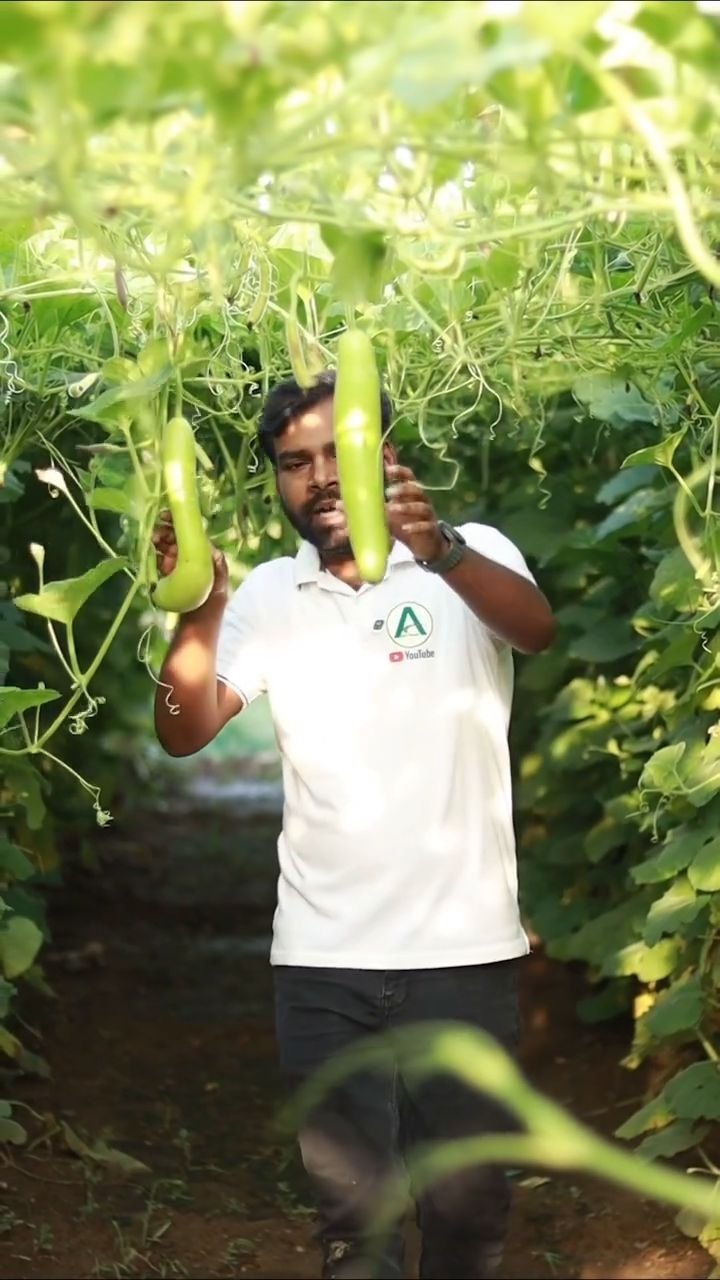 agri_duniya 게시물 이미지: लौकी का साइज छोटा रह जाना की...