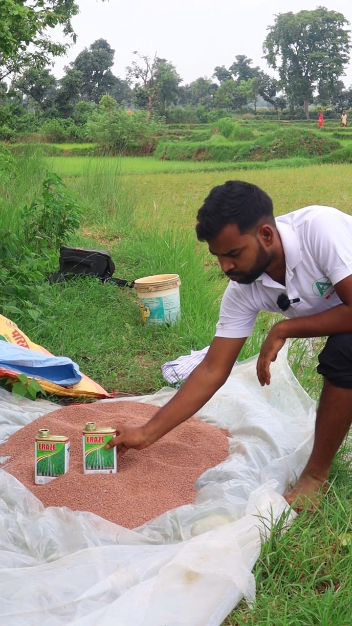 agri_duniya 게시물 이미지: How to use Pretipretilachlor 50% ec herbicide...