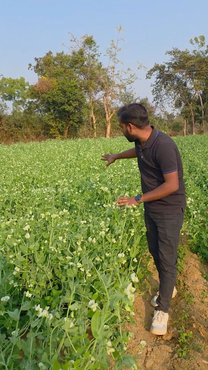 agri_duniya 게시물 이미지: इतना मटर का फूल कैसे आया ?

#pea #agriculture...