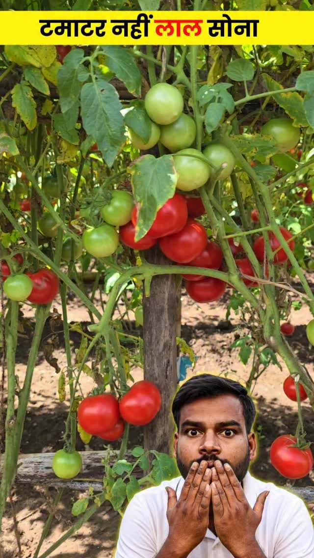 agri_duniya 게시물 이미지: गर्मियों केलिए 3 बेस्ट टमाटर !...