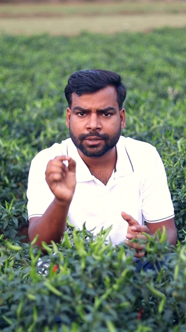 agri_duniya 게시물 이미지: Upar ki taraf lagne wala mirch ka best variety