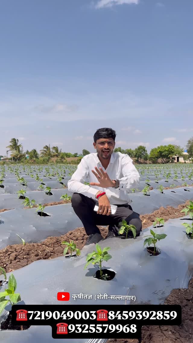 agri_khushal_sk 게시물 이미지: व्हायरस नियंत्रण ,किनोपी, काळोखी, फुटवा,...