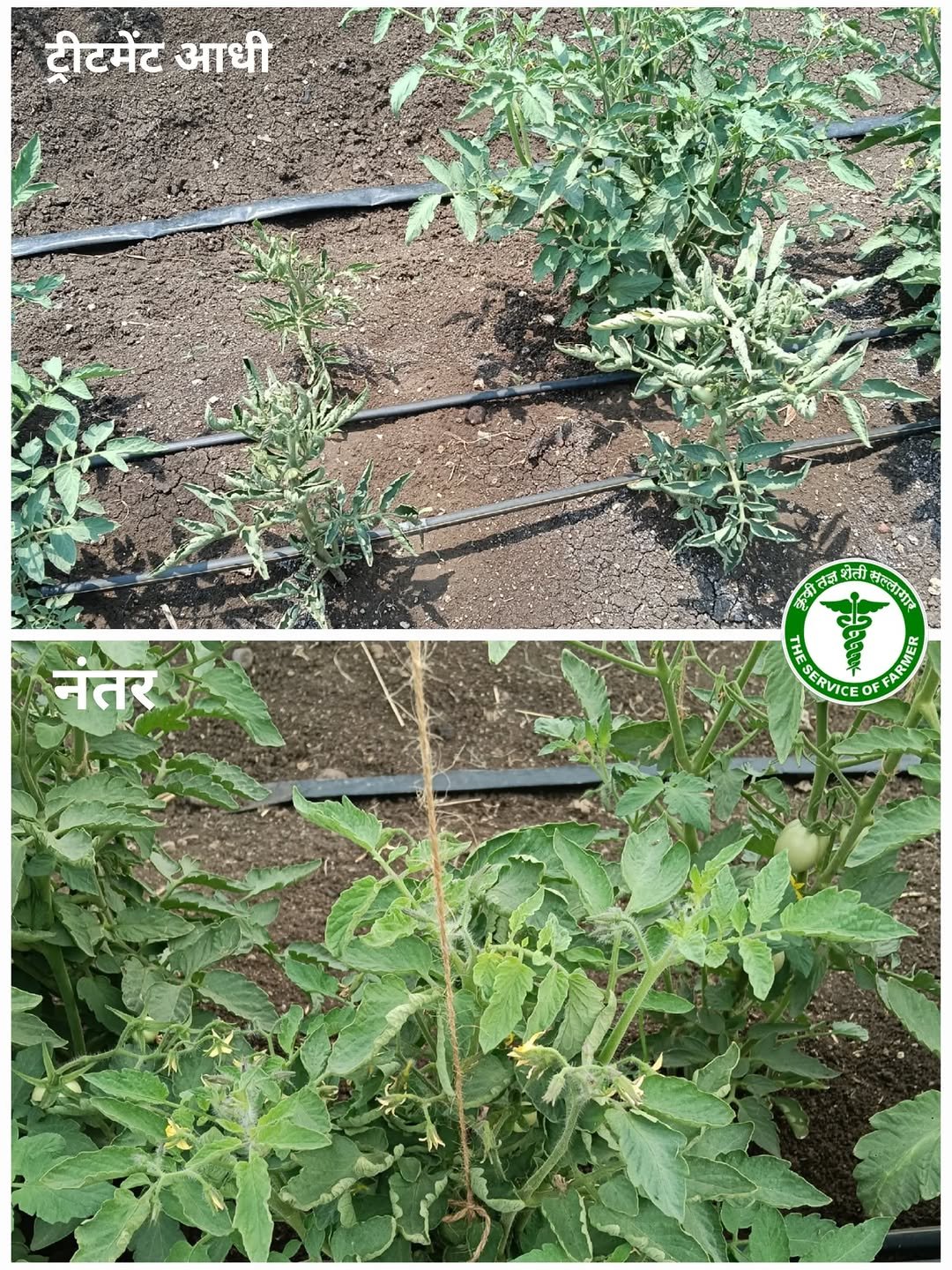agri_khushal_sk 게시물 이미지: शेतकरी संभाजी चौगुले अक्कलकोट 
संपर्क -...