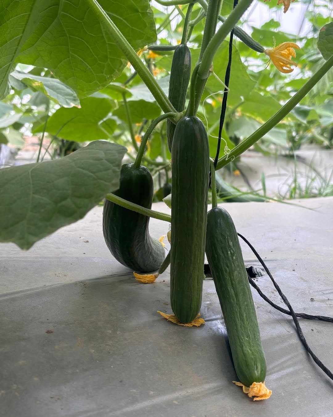 agrifirst.in 게시물 이미지: From plantation to fruiting — the journey of...