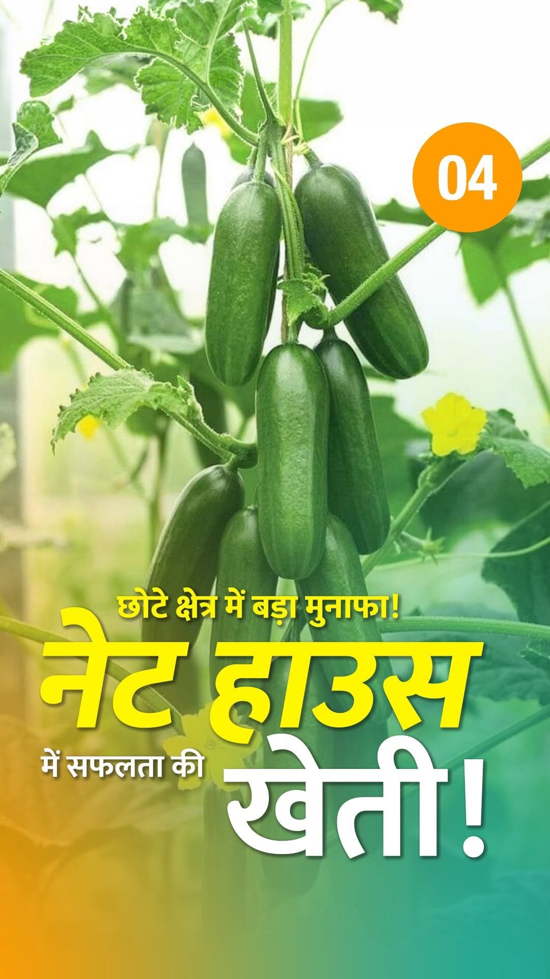 agrifirst.in 게시물 이미지: 2 महीने में 30 टन 🥒🔥 | सीजन में 60 टन का...