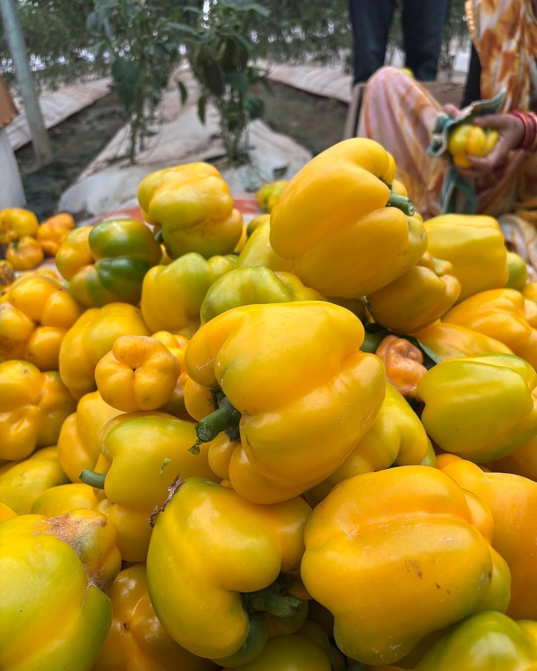 agrifirst.in 게시물 이미지: A harvest that speaks for itself.

Beautiful...
