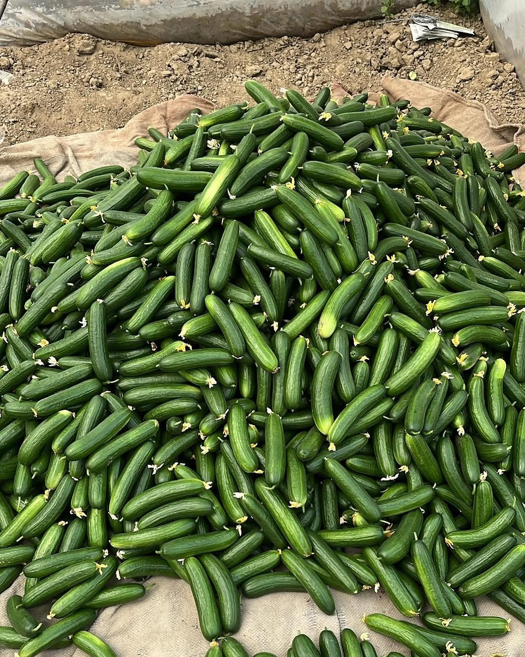agrifirst.in 게시물 이미지: Packed with results.

Freshly harvested...