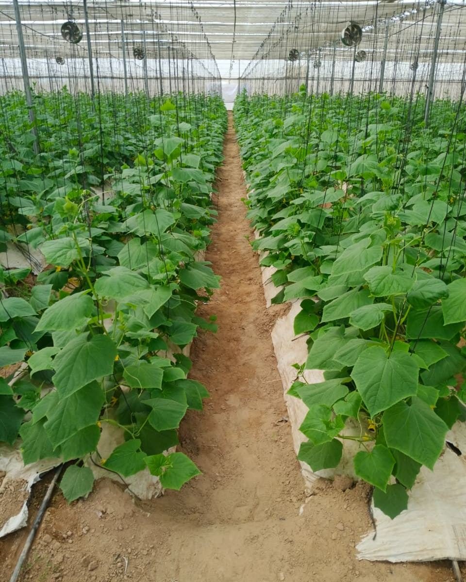 agrifirst.in 게시물 이미지: Growth stage — where the foundation is...