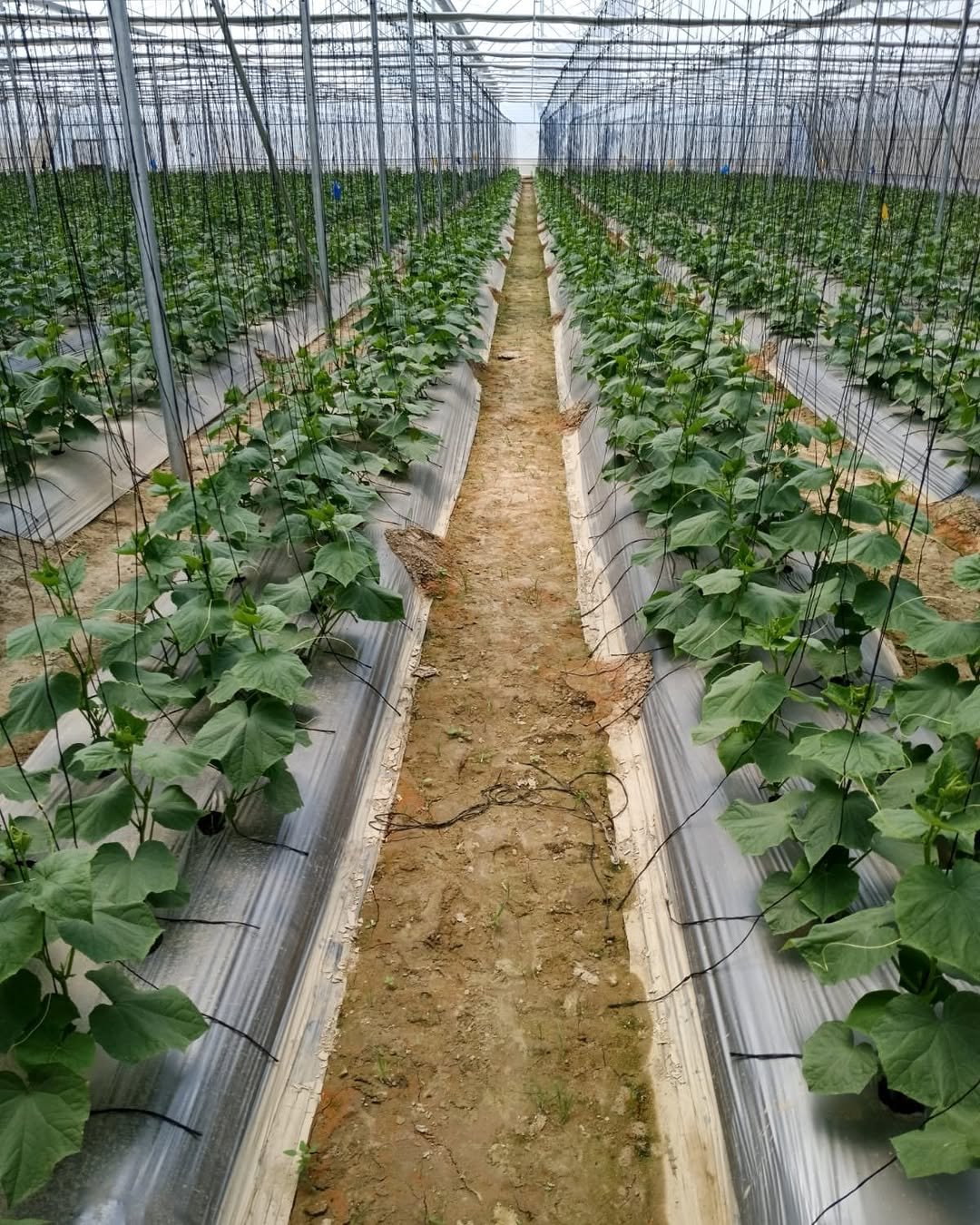 agrifirst.in 게시물 이미지: From plantation to fruiting — the journey of...