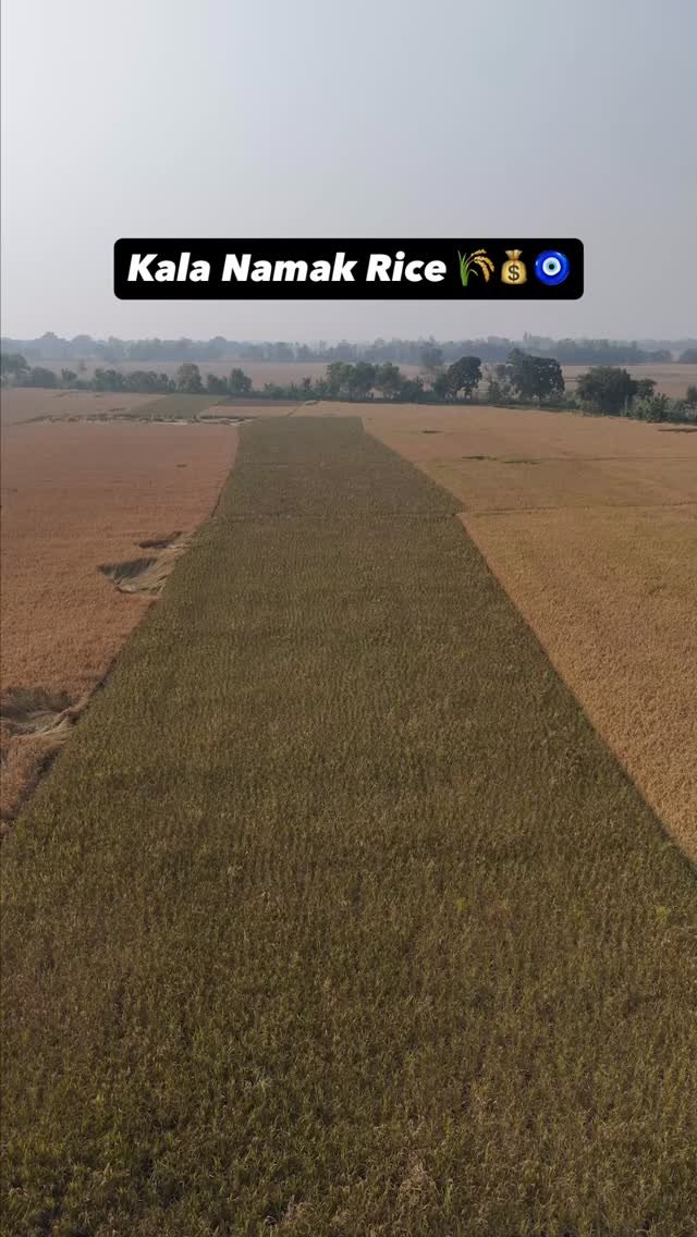 agrilcareer 게시물 이미지: Order Purvanchal Farms Kala Namak Rice 🌾 

•...
