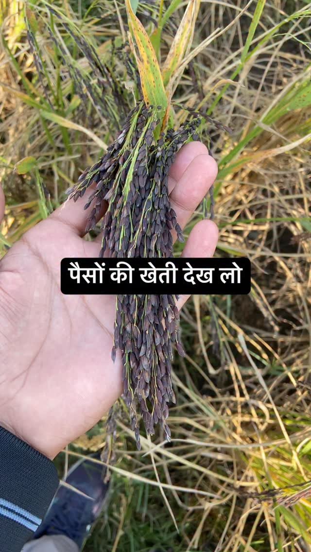 agrilcareer 게시물 이미지: Real flex 💪🏻 🧿 Purvanchal Farms Kala Namak...