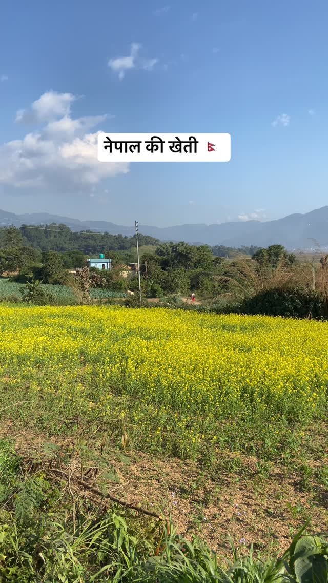 agrilcareer 게시물 이미지: Farming in Nepal 🇳🇵