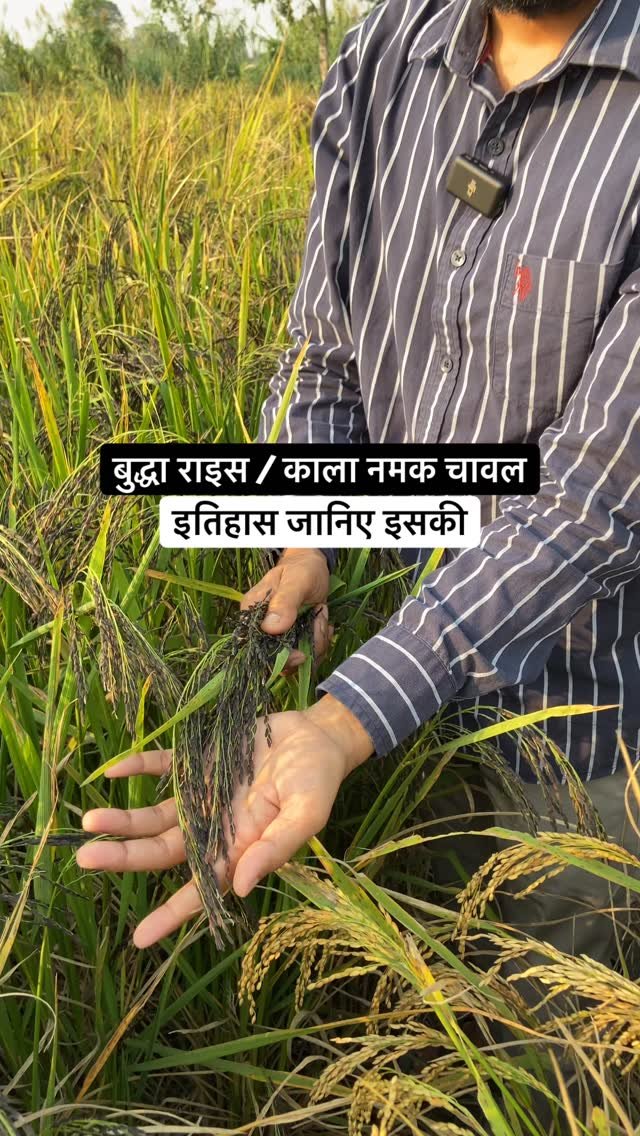 agrilcareer 게시물 이미지: Brief history of Kala Namak Rice 🌾 | Agril Career