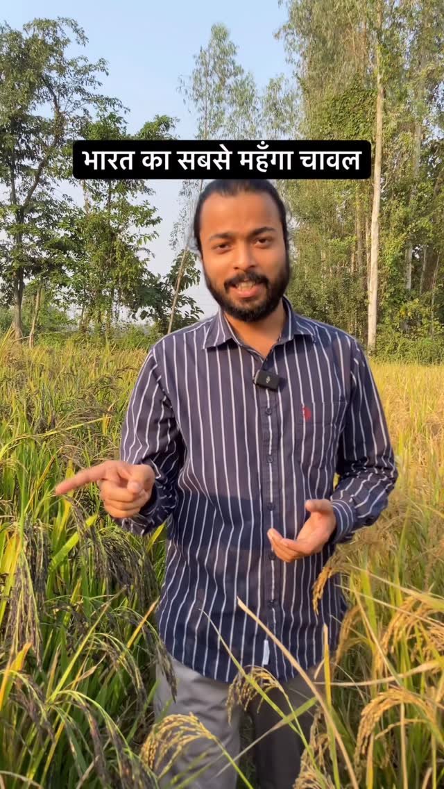 agrilcareer 게시물 이미지: Most expensive rice of India 🌾 | Agril Career