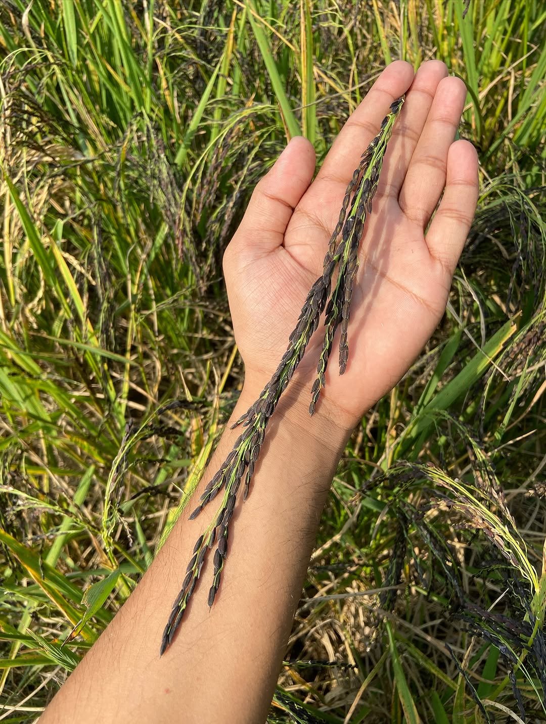 Photo shared by देवेन्द्र पटेल on November 06, 2025 tagging @purvanchalfarms. May be an image of grass and text.